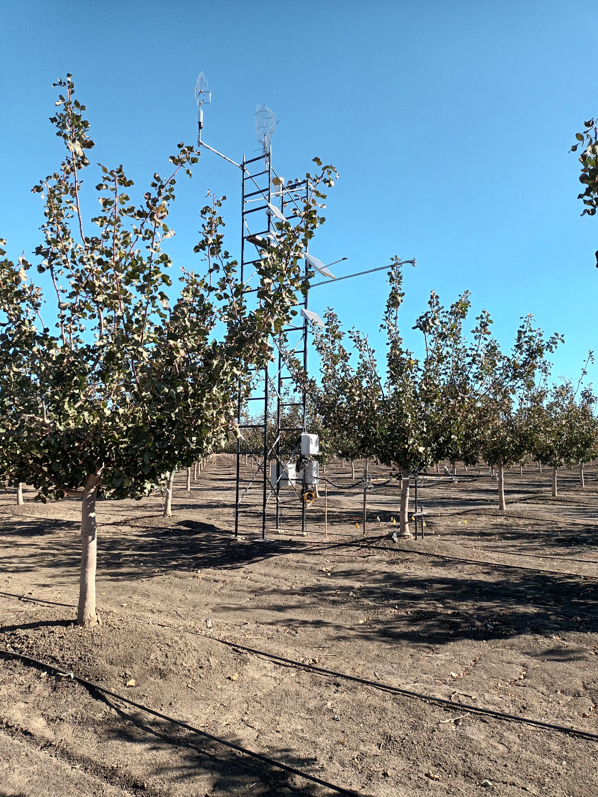 A young pistachio orchard with eddy flux towers standing among the rows, measuring evapotranspiration.