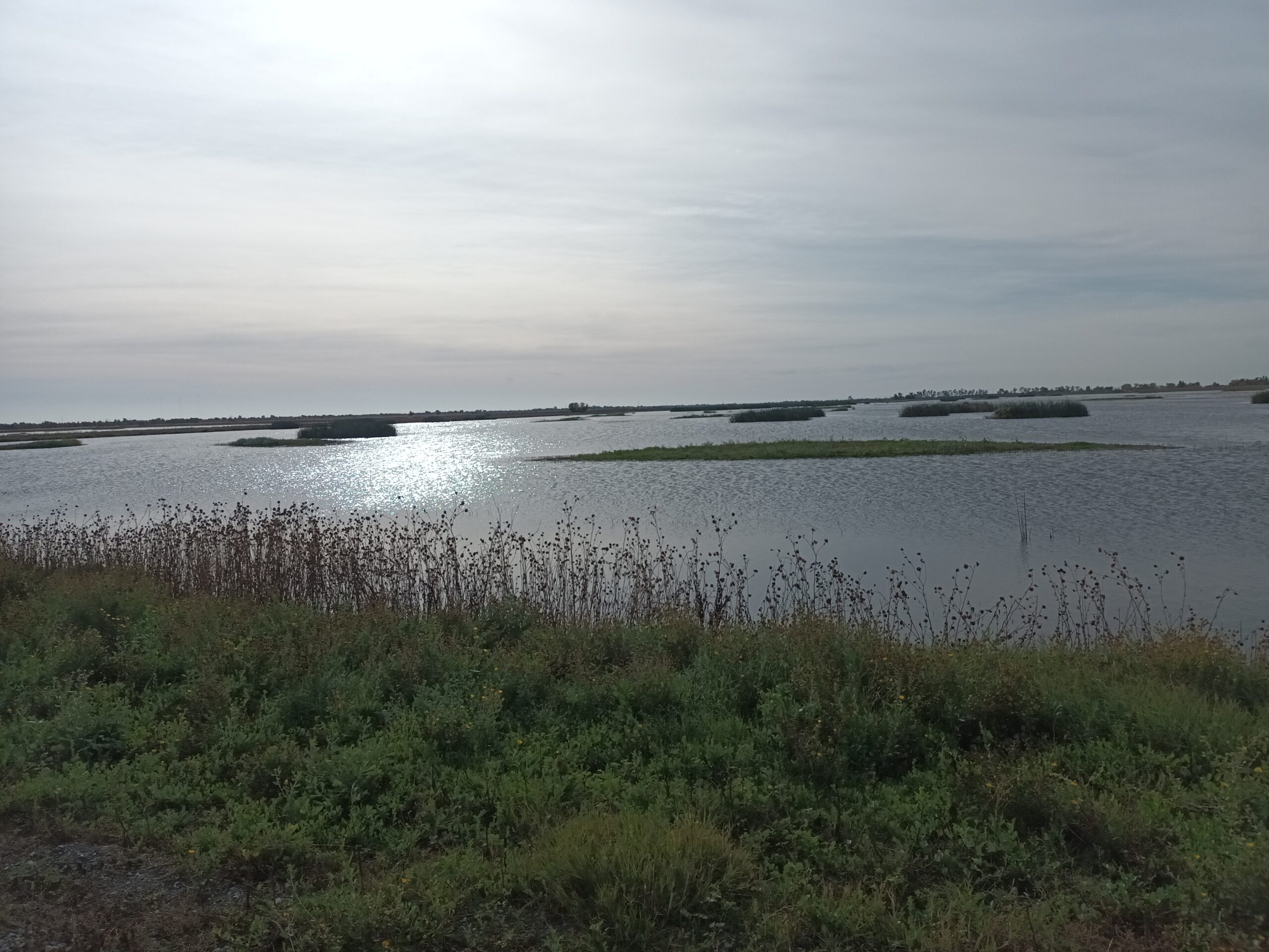Monitoring the flooding of wetlands using Radar