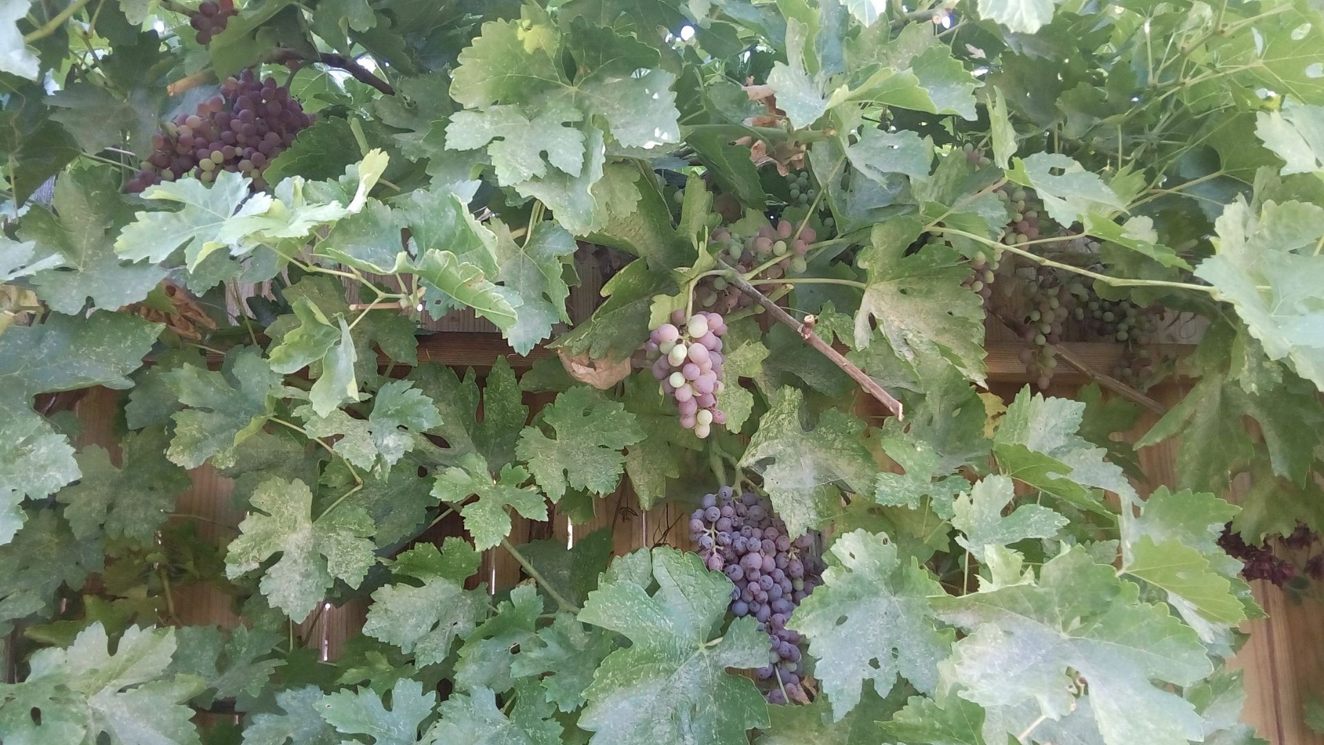Wine grapes ripening on the vine under a dense canopy.