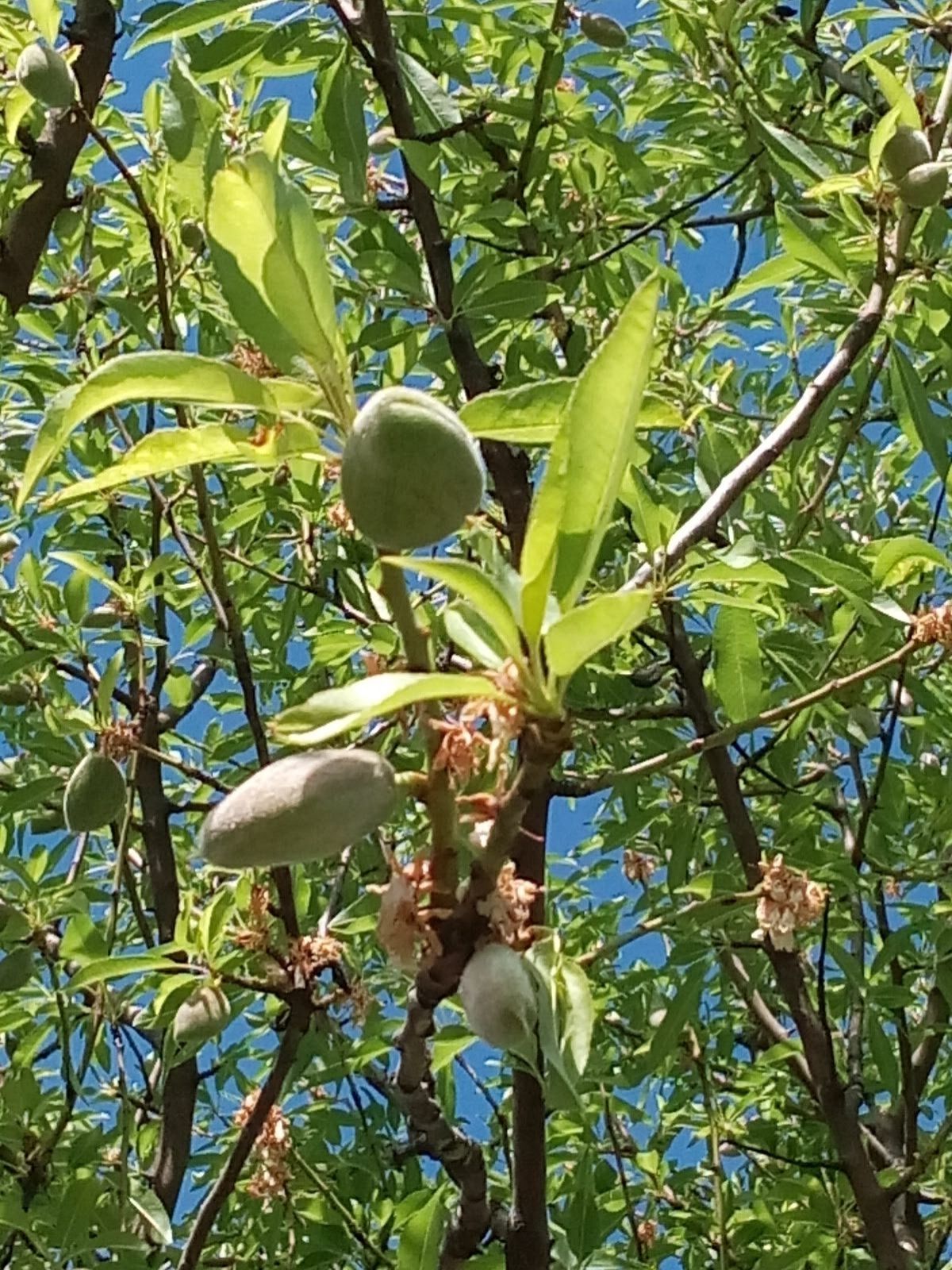 Young almonds developing on a branch in leaf.