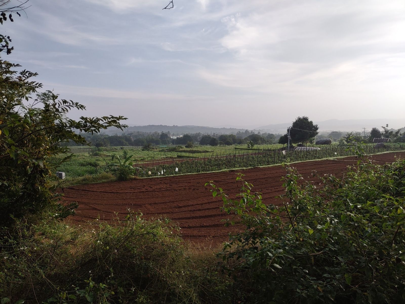 A ploughed red-earth field at first light, with trees along the far edge.