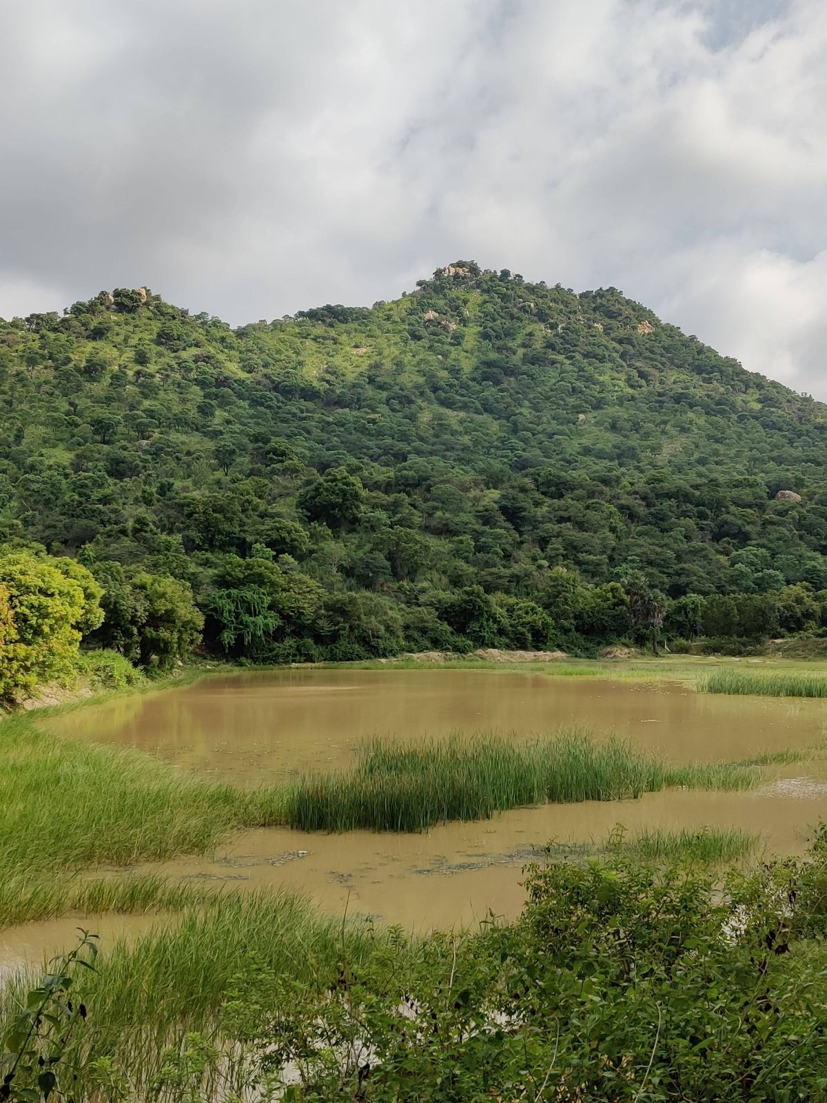A shallow irrigation tank fringed with reeds below a wooded hill.
