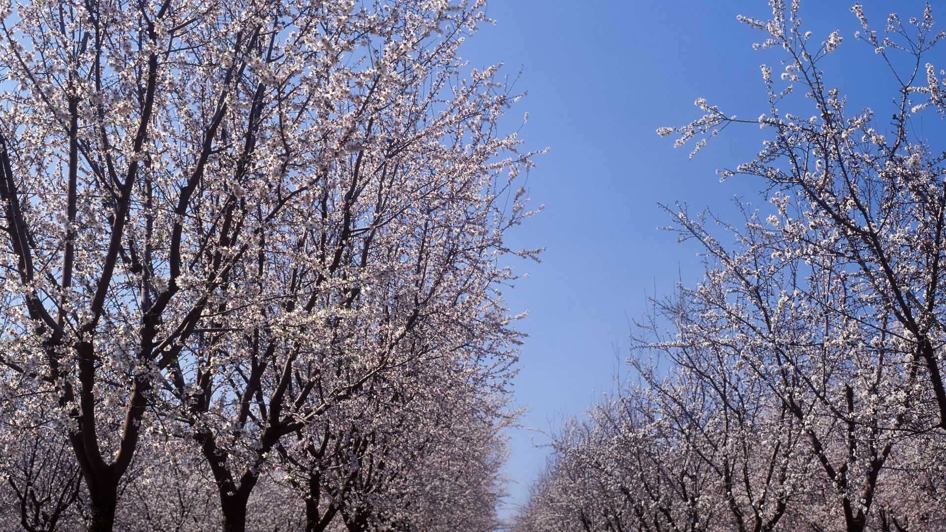 An almond orchard in full blossom against a clear sky.
