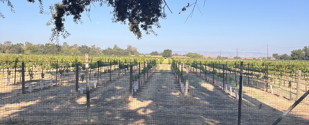 Vineyard near Davis, Yolo County — the shift toward permanent crops is a key driver of groundwater demand in the Yolo Subbasin